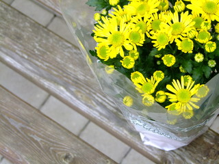 Blumentopf auf Gartenbank