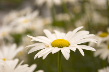 a closeup of a daisy