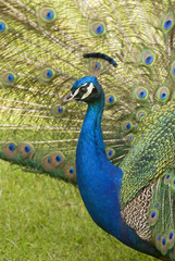 Obraz premium Peacock