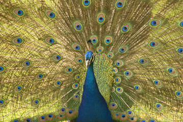 Obraz premium Peacock