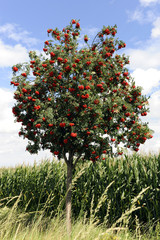 Eberesche_6573