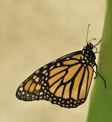 Obraz premium Danaus plexippus