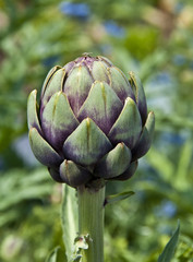 Obraz premium artichoke