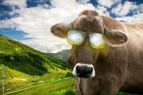 "Cow with Sunglasses" Stock photo and royalty-free images on Fotolia