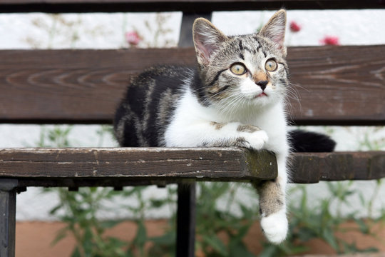 Junge Katze beim Entspannen