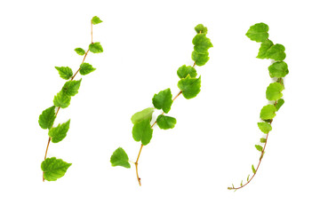 Set of three creeper branches.