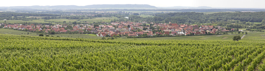 weinreben in volkach an der mainschleife