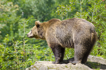 Braunb&auml;r auf einem Felsen