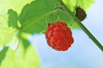 raspberry