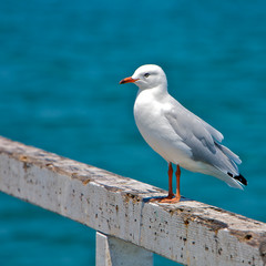 Seagull