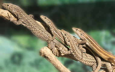 row lizards sunning itself on a branch