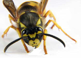 yellow and black wasp looking for something to eat