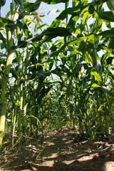 Field of Indian corn on blue sky