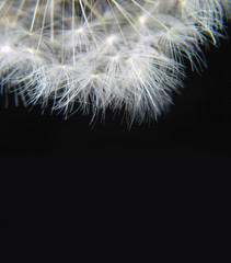 dandelion hairs on a black background