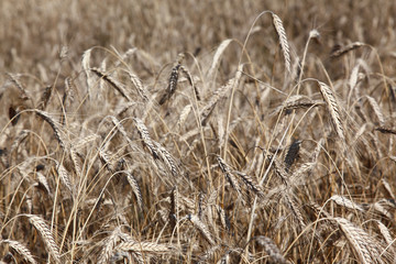 Fototapeta premium Field of ripe rye or wheat