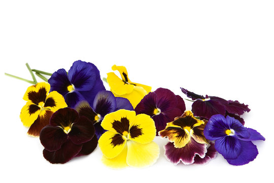 Fototapeta Viola flowers on a white background.