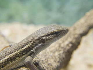 lizard sunning on a log