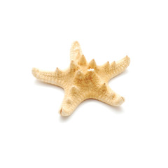 starfish