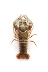 lobster