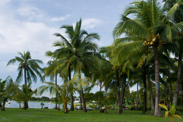 Fototapeta na wymiar A different size of coconut trees on green grass,Thailand