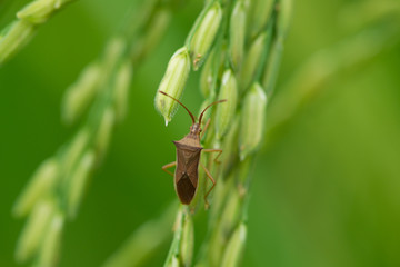 Insect with rice ear