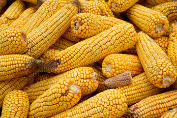 Dried corn background