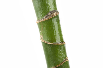 Fototapeta premium Homemade plant stem green