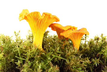 chanterelle © Igor Normann