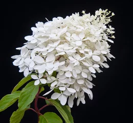 Crédence de cuisine en verre imprimé Hortensia Floraison blanche Hydrangea Paniculata Phantom plante