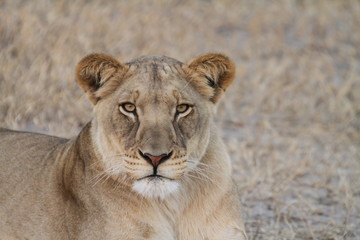 Lioness