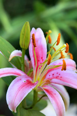 Close up shot of Belladonna Lily flower