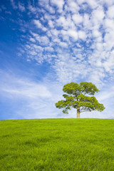 Fototapeta na wymiar 草原と青空と一本の木