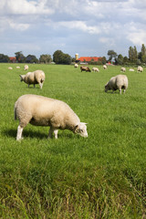 Fototapeta na wymiar Grazing sheep with farm in background