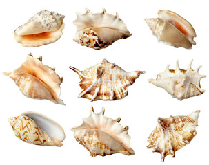 sea shells