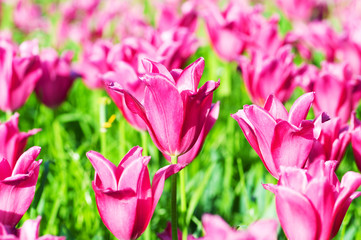 Tulip flowes in the park
