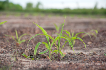 Germinating maize seedling