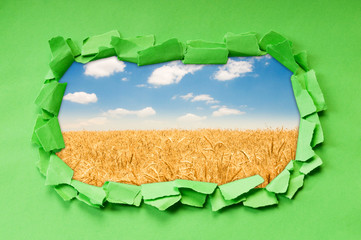 Wheat field  through hole in paper