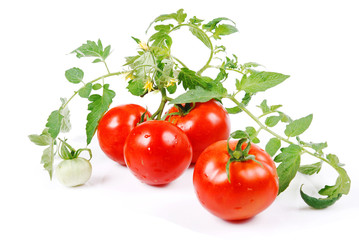Harvest tomatoes, green stalk