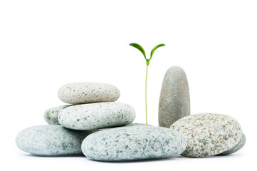 Fototapeta na wymiar Pebbles and seedlings - alternative medicine concept