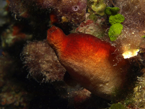 actinia