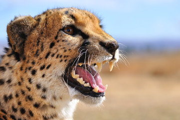 guépard la gueule ouverte