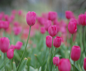 pink tulip