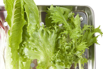 salad, fresh lettuce, raddichio and mizuna vegetable in tray. © akeeris