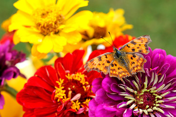Multi Colored bouquet of flowers and a butterfly.