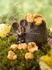 mouse with chanterelles