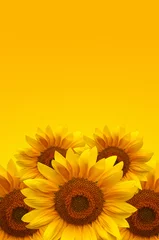 Fotobehang Sunflowers © Bits and Splits