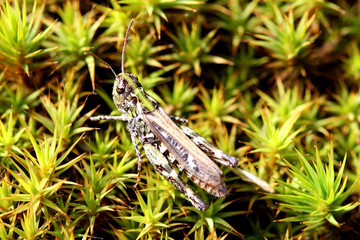 Grasshopper (Caelifera) on Green Moss