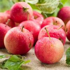 apples