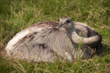 Nandu (Rhea americana) beim Brüten
