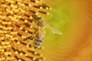 Gathering a nectar